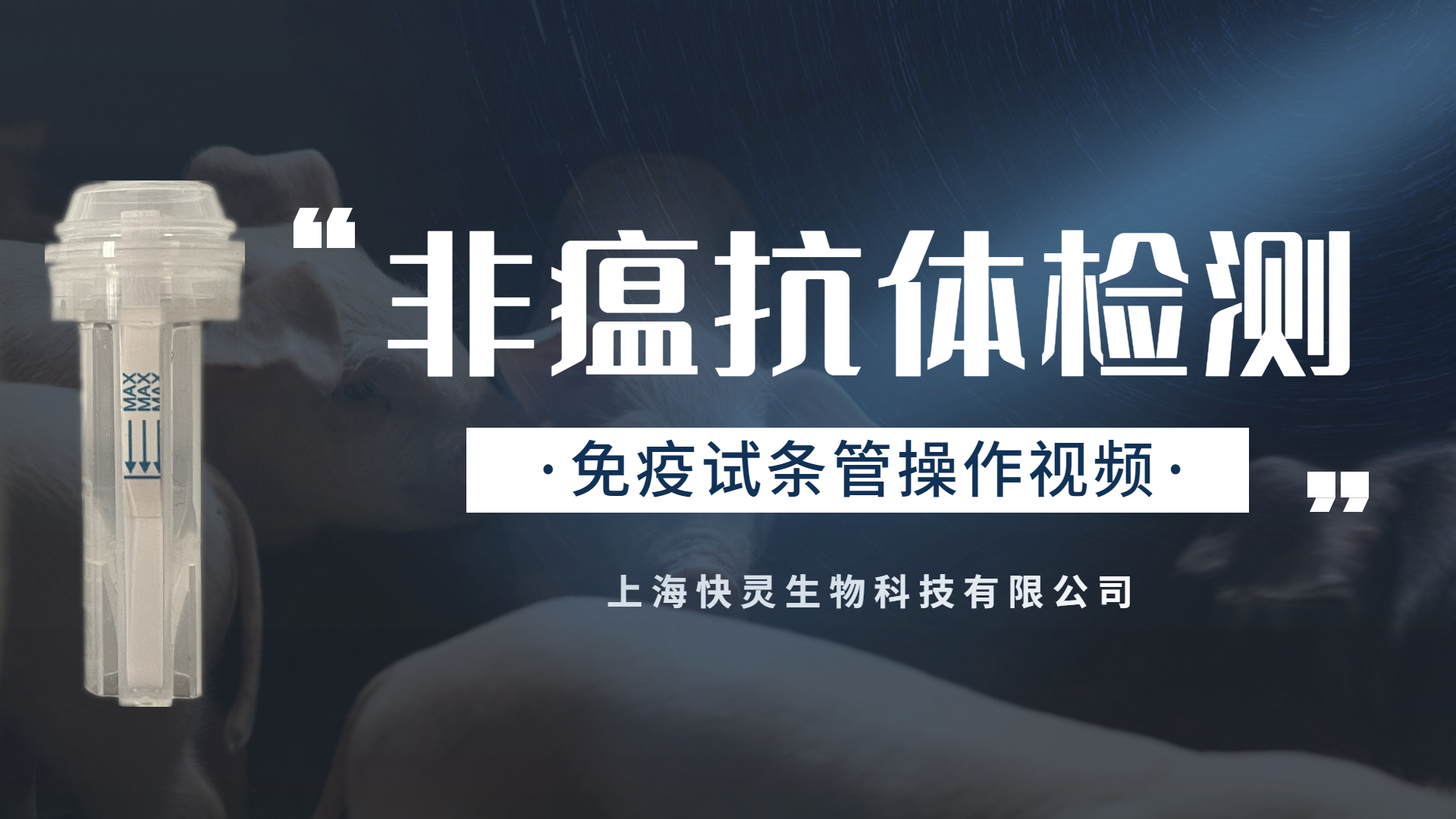 非瘟抗體免疫試條管——膠體金新時代